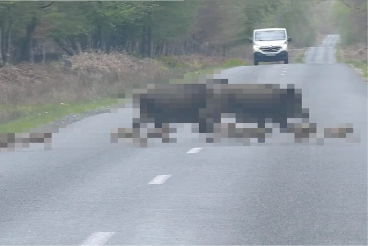 みんなでゾロゾロ、道路を横切る『ある動物』の群れ。圧巻の勢いと列の後方を走るかわいい子達！この群れは総勢なんと・・・！！【海外・動画】