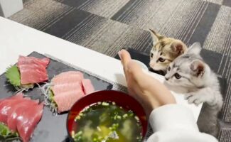 「初めてマグロを見た子猫が興奮しすぎでかわいい」興味津々にのぞき込む様子を撮影した動画に反響！
