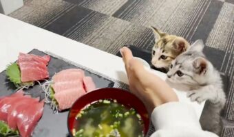 「初めてマグロを見た子猫が興奮しすぎでかわいい」興味津々にのぞき込む様子を撮影した動画に反響！