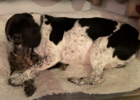 ベッドでくつろいでいたところ、同居犬がのしかかって来て身動きがとれなくなった猫。一瞬の隙をついて脱出することに成功しました！【海外・動画】