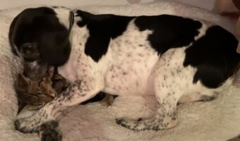 ベッドでくつろいでいたところ、同居犬がのしかかって来て身動きがとれなくなった猫。一瞬の隙をついて脱出することに成功しました!【海外・動画】