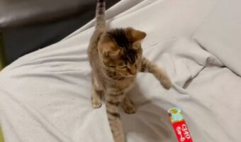 「初めてちゅ〜るあげたら、私の知ってる猫の反応じゃなかった」予想外のリアクションに22万件以上のいいねが集まる大反響!!【Twitter・動画】