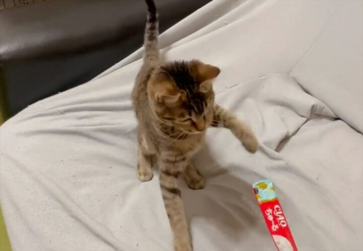 「初めてちゅ〜るあげたら、私の知ってる猫の反応じゃなかった」予想外のリアクションに22万件以上のいいねが集まる大反響！！【Twitter・動画】