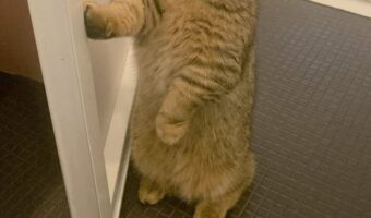 「お風呂が気になりすぎて突入してきた」愛猫が人間のようにドアを開ける姿がかわいすぎる!