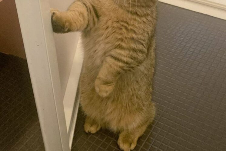 「お風呂が気になりすぎて突入してきた」愛猫が人間のようにドアを開ける姿がかわいすぎる！