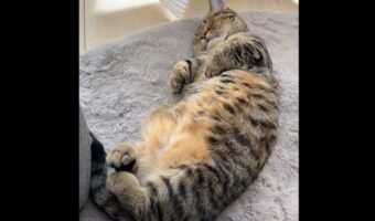 夢で誰かを抱きしめてる!?眠っている愛猫がギュッと抱きしめるような動きを見せる