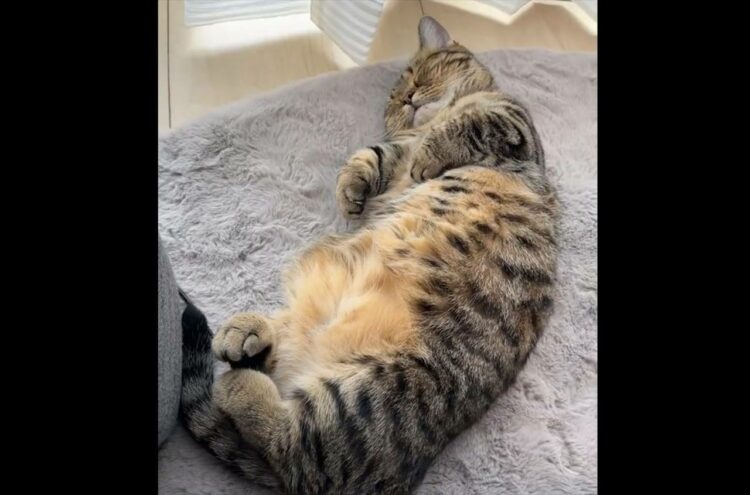 夢で誰かを抱きしめてる！？眠っている愛猫がギュッと抱きしめるような動きを見せる