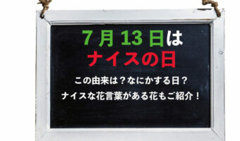 毎年7月13日は「ナイスの日」！その由来は？この日にプレゼントで贈りたくなるナイスな花言葉のある花をご紹介！