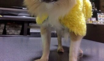 コレは可愛かろうと思って着せたら、飼い主の気持ちとは裏腹に悲痛な表情・・・絶望感がハンパないイッヌが話題に！