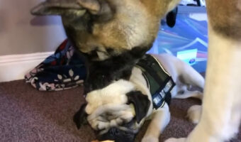オモチャをくわえながらマッサージを受けるパグ。この子にマッサージをしているのは・・、大きな秋田犬です!!2頭は仲良しさんみたいです