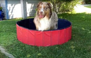 プールに水をためようとすると愛犬が大興奮！ピョンピョン跳ねたりプールから出たり入ったりと、はしゃいでなかなか水を貯められない！！