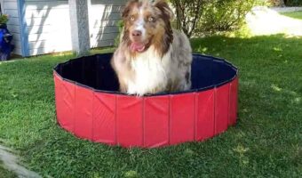 プールに水をためようとすると愛犬が大興奮！ピョンピョン跳ねたりプールから出たり入ったりと、はしゃいでなかなか水を貯められない！！