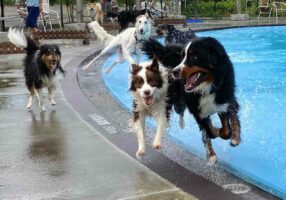 【奇跡の一枚】漫画の表紙のような躍動感あふれる写真が話題に！