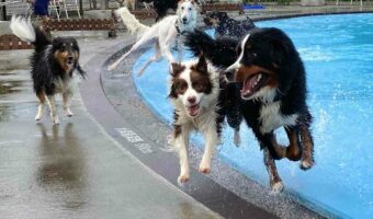 【奇跡の一枚】漫画の表紙のような躍動感あふれる写真が話題に!