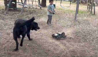 最後にアクシデント発生！ラジコンカーを巧みに操り愛犬と遊ぶ男の子。愛犬はラジコンカーを追い回すのに夢中になりすぎて・・【アメリカ・動画】