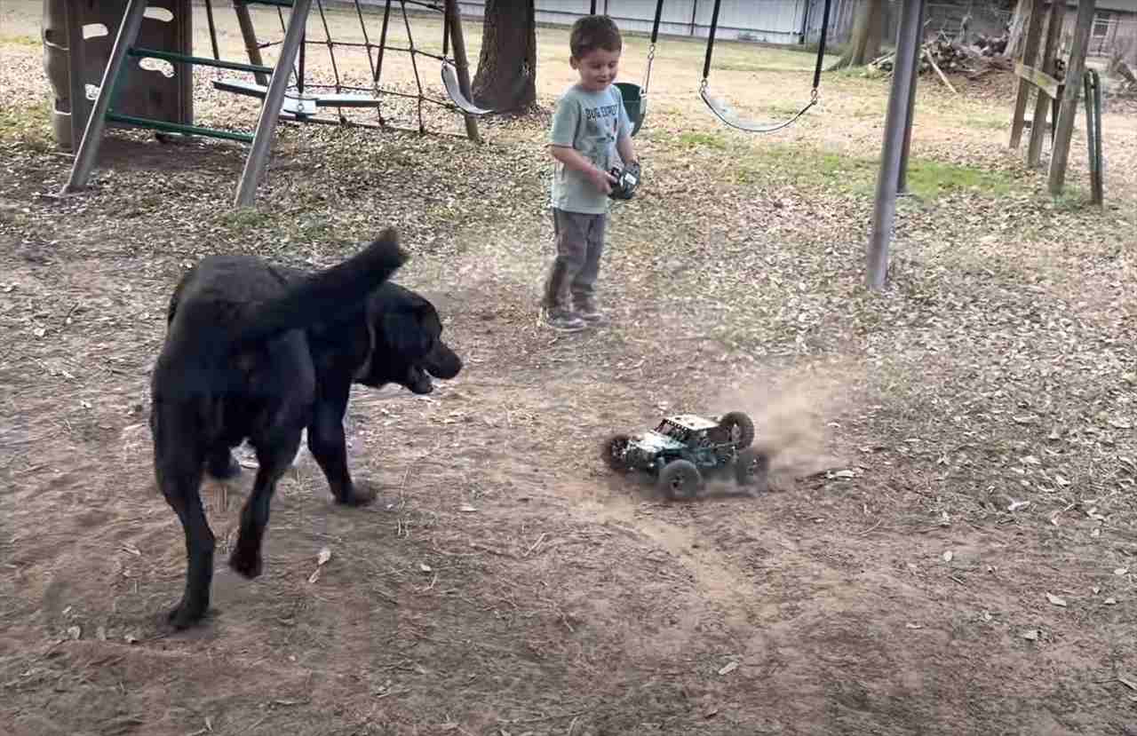 最後にアクシデント発生！ラジコンカーを巧みに操り愛犬と遊ぶ男の子。愛犬はラジコンカーを追い回すのに夢中になりすぎて・・【アメリカ・動画】