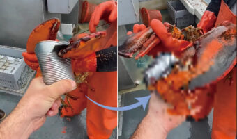 恐ろしいほど強いロブスターの爪の挟む力。大きな爪の間に缶を挟んでみた結果・・【海外・動画】