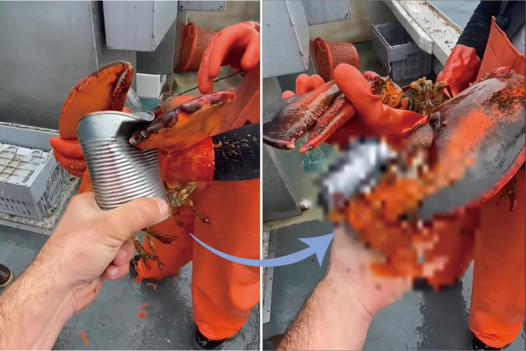 恐ろしいほど強いロブスターの爪の挟む力。大きな爪の間に缶を挟んでみた結果・・【海外・動画】