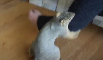 飼い主さんの腕にしがみつくリス。腕を大きく揺り動かしてもと決して離れない、すさまじい執念を見せました！【海外・動画】