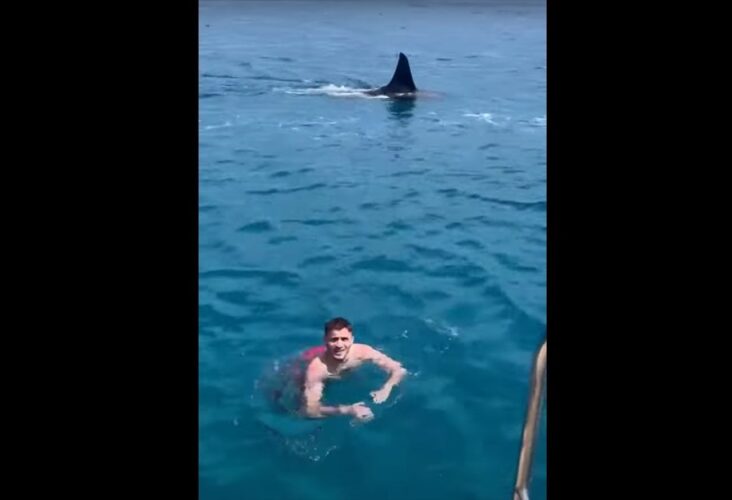 海水浴を楽しんでいたら、その背後にサメと思われる生き物が現れた！！至近距離まで接近してきましたが、その結末は・・【海外・動画】