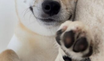 「昼寝から目覚めたら柴犬待ってた」添い寝していた愛犬のかわいい笑顔が話題に!