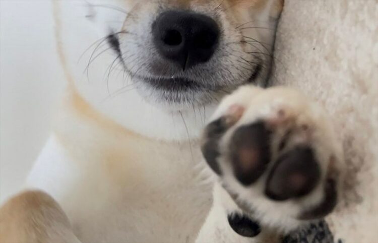 「昼寝から目覚めたら柴犬待ってた」添い寝していた愛犬のかわいい笑顔が話題に！