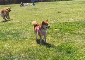 ドッグランで犬見知りを発動しちゃって孤立・・・「うちの子と一緒だワン」と共感の声