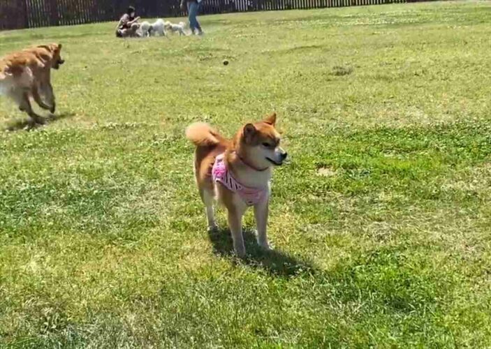 ドッグランで犬見知りを発動しちゃって孤立・・・「うちの子と一緒だワン」と共感の声