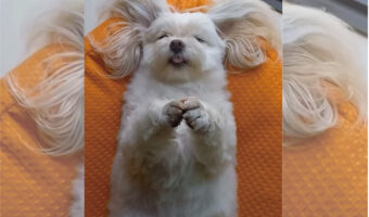 その体勢でぐっすり眠れているの？？ヘソ天でお昼寝している愛犬、その前足は宙で合わせられ、そして後ろ足はといえば・・【動画】