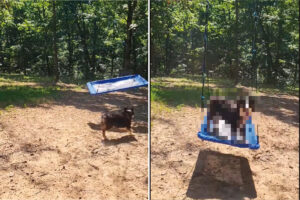 ブランコが大好きなオーストラリアン・シェパード。自分でブランコを大きく揺らすと、タイミングを見計らってジャンプ！【アメリカ・動画】