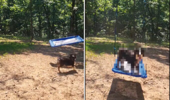 ブランコが大好きなオーストラリアン・シェパード。自分でブランコを大きく揺らすと、タイミングを見計らってジャンプ!【アメリカ・動画】