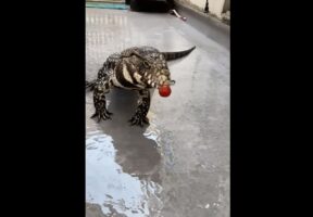 「トマト食べるの下手な癖に、なんで飼い主噛むのそんなに上手いんだー！」噛んだトマトを何度も落としちゃうトカゲがかわいい