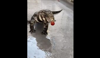 「トマト食べるの下手な癖に、なんで飼い主噛むのそんなに上手いんだー！」噛んだトマトを何度も落としちゃうトカゲがかわいい