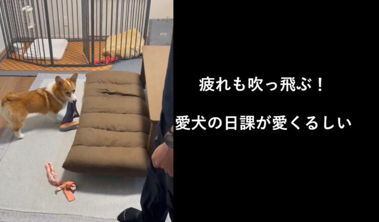 これは癒される。コーギーのパパ帰宅後の日課が可愛すぎると話題に！