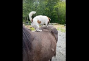 馬も気持ちよさそう！？子犬が穴を掘るかのように夢中で馬の背中をひっかいていました