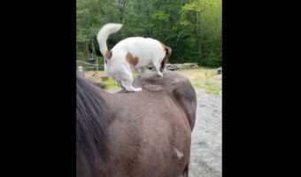 馬も気持ちよさそう!?子犬が穴を掘るかのように夢中で馬の背中をひっかいていました