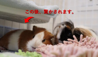 平和な世界....モルモットがモルモットに驚かされる映像が可愛すぎる！