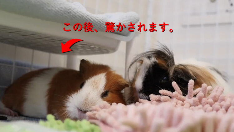 平和な世界....モルモットがモルモットに驚かされる映像が可愛すぎる！