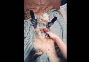 「ブラッシングに協力的すぎてたすかる」ブラッシングされながら爆睡するサイベリアンが話題に！