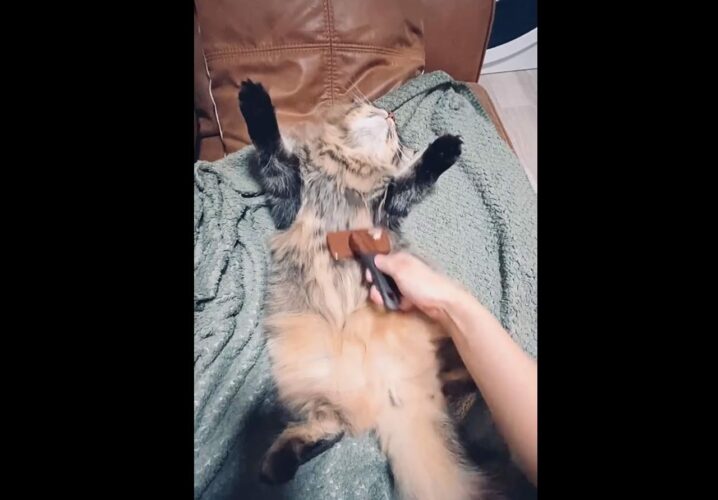 「ブラッシングに協力的すぎてたすかる」ブラッシングされながら爆睡するサイベリアンが話題に！