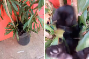 植木鉢からのぞく小さくてかわいい足。どうやら誰かが植木鉢の中でぐっすりとお昼寝をしているみたいです【海外・動画】