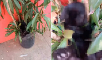 植木鉢からのぞく小さくてかわいい足。どうやら誰かが植木鉢の中でぐっすりとお昼寝をしているみたいです【海外・動画】