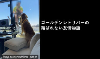 遊んであげたいけど流石にムリ!ゴールデンレトリバーの結ばれない友情