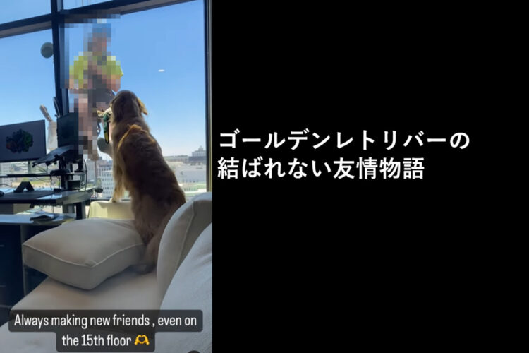 遊んであげたいけど流石にムリ！ゴールデンレトリバーの結ばれない友情