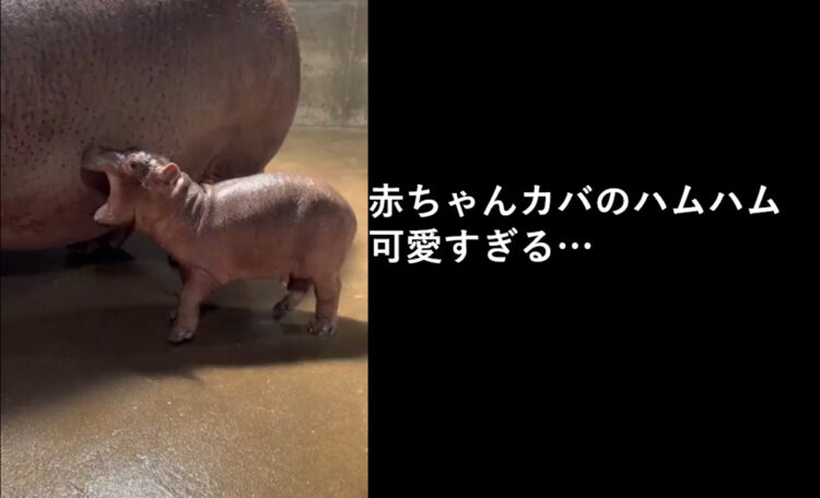 世界的人気のカバに弟誕生！姉弟揃って大人気！？「ハムハム」するカバの赤ちゃんが可愛すぎる！【動画・アメリカ】】