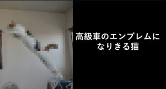 ピーン！「ジャガーのエンブレム」になった猫の美しいポーズをご覧あれ