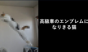 ピーン！「ジャガーのエンブレム」になった猫の美しいポーズをご覧あれ