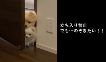 犬立ち入り禁止のお部屋!でも中が気になる子たちの覗き見動画が可愛すぎてもうずっと覗かれていたい!