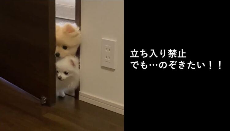 犬立ち入り禁止のお部屋！でも中が気になる子たちの覗き見動画が可愛すぎてもうずっと覗かれていたい！