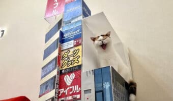あの新宿の3D猫が自宅に!?自作セットであの看板を再現した動画が凄い!